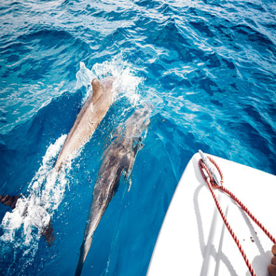 Dolphine