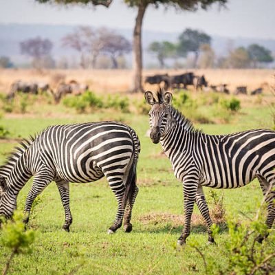 Zebras on the savanna in Tanzania, Africa.